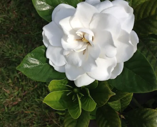 Heavenly Hana Paradise